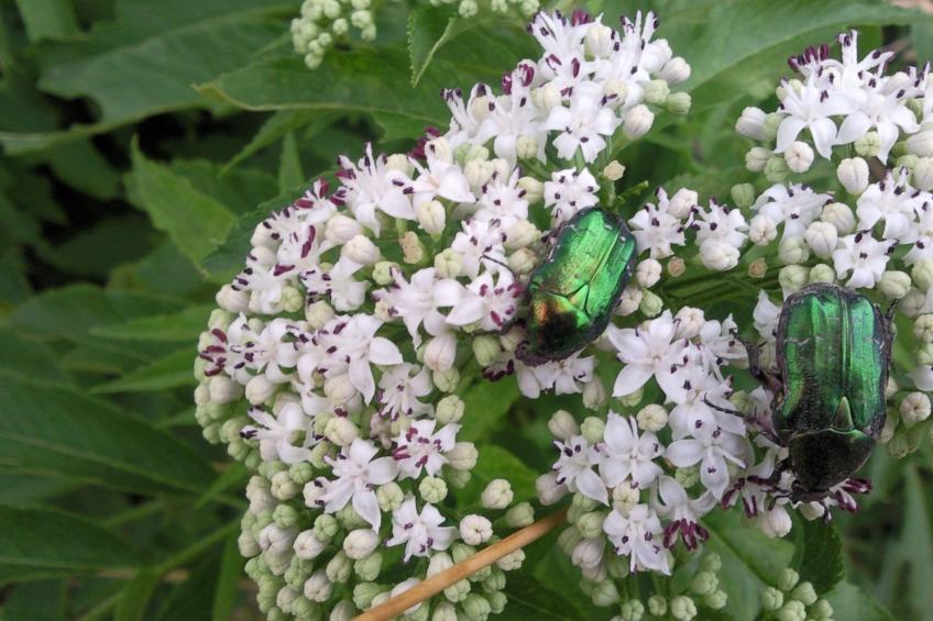 mit biologischem Schwimmteich - foto 4