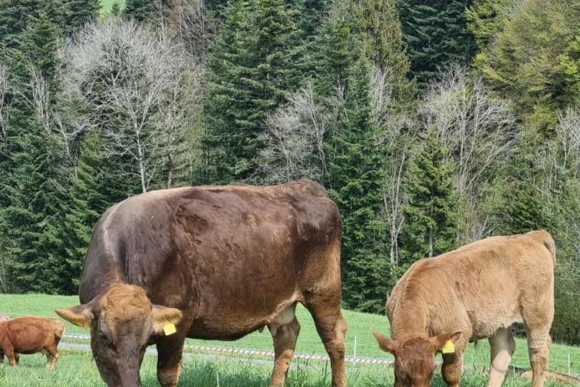 Bio-Hof Brudersrüti - foto 11