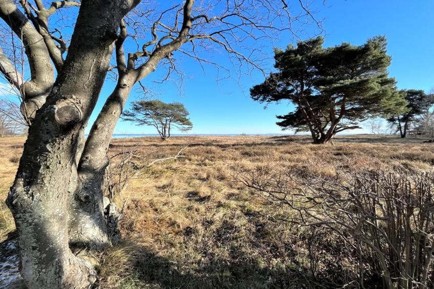 "Toska" - 100m to the inlet in Sealand - foto 41