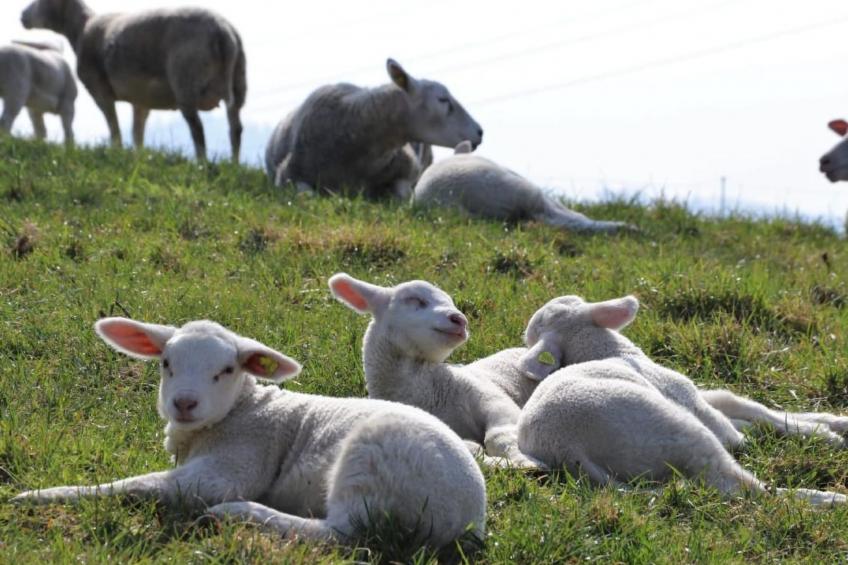 Ober-Tiefenbühl - foto 23