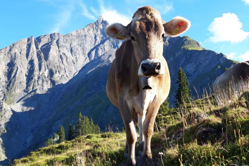 Hof Gross Gada - foto 11