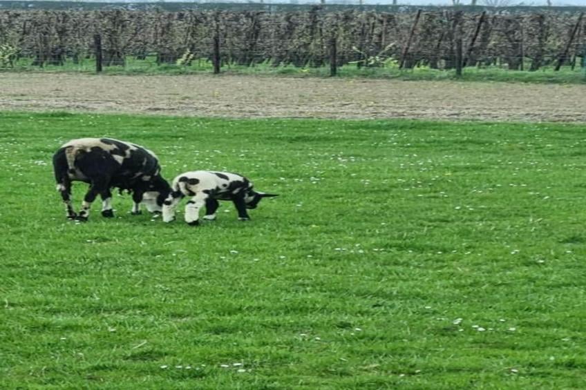 Park Wijdenes 2 - foto 33