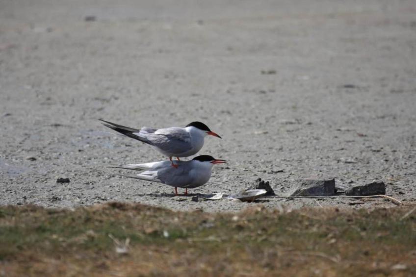 Residentie Californië - foto 35