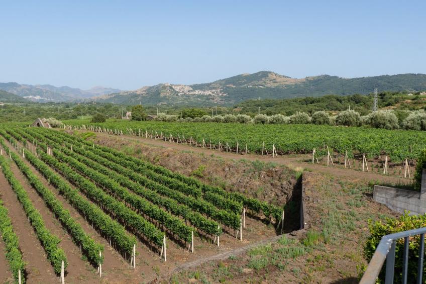 Villa Nocellara", umgeben von Weinbergen - foto 5