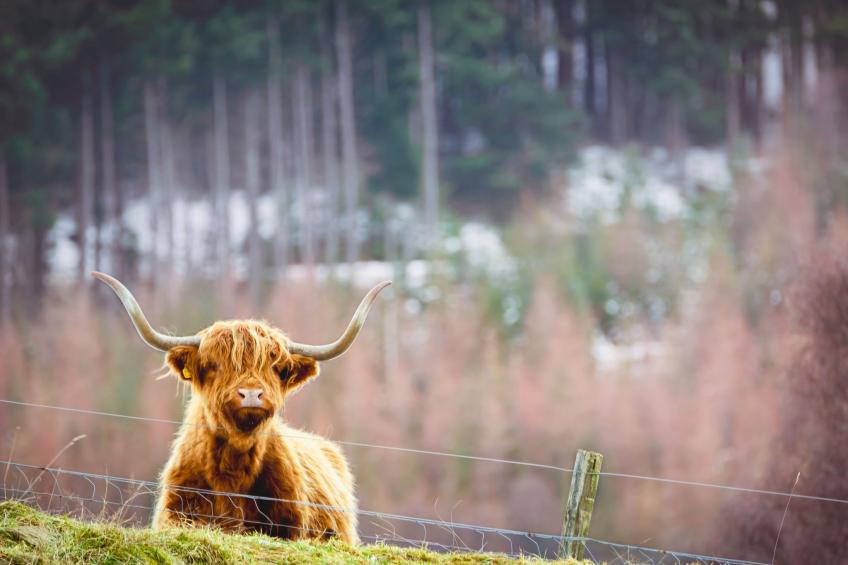 Coiltie House - foto 47