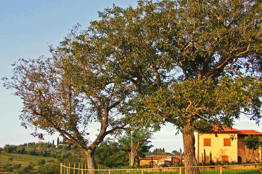 Podere Le Palaie (PEC209) - foto 2