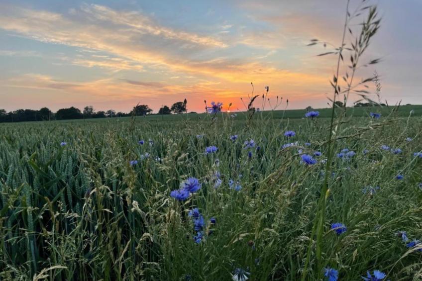 An der Wismarbucht mit Kamin - foto 31