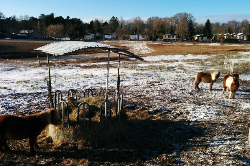 am Schwielochsee - foto 19