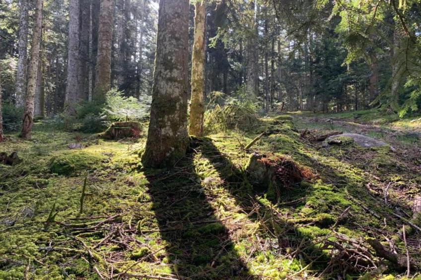 Goutte-Claire - foto 35