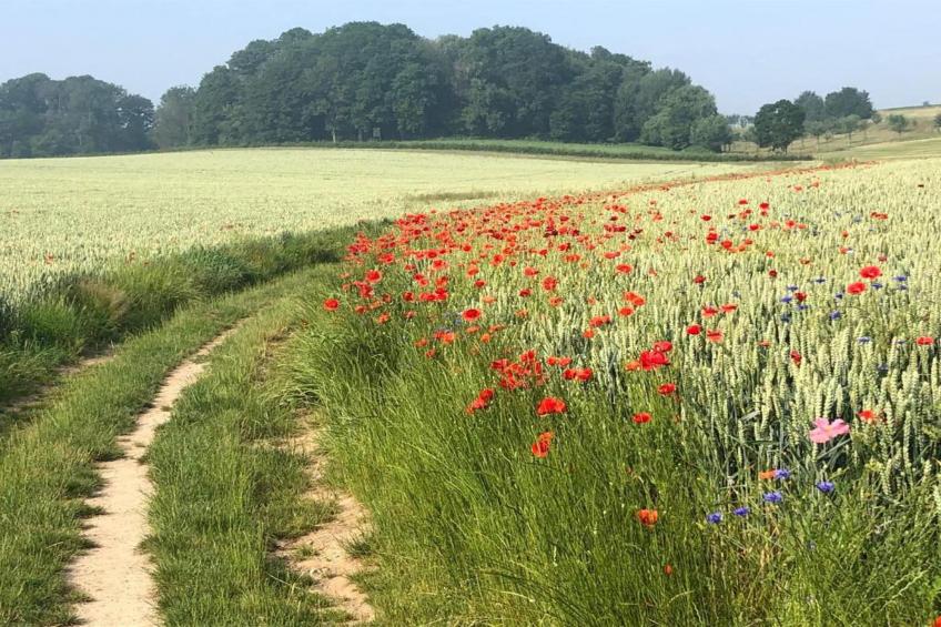 Resort Gulpen 9 - foto 38