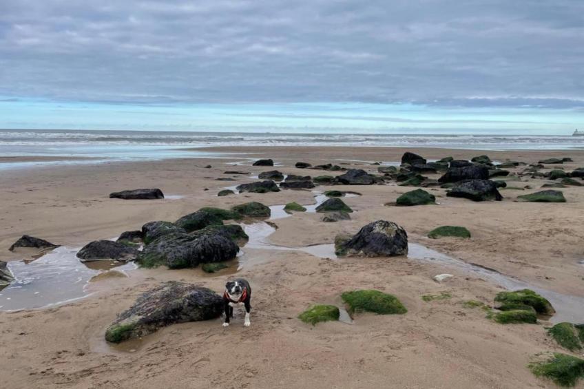 Oystercatcher - foto 32