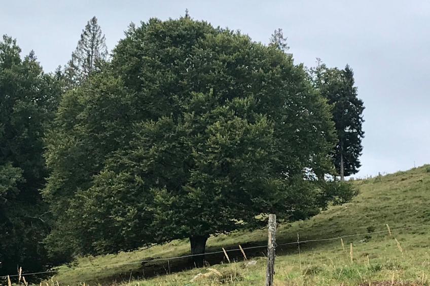 Haus Alpenblick - foto 14