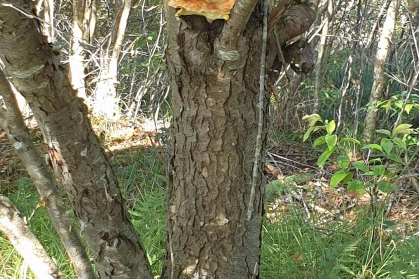 Pinto Béla - foto 38