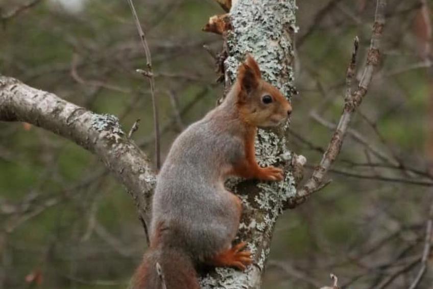 Zu vermieten in der Nähe von Jokkmokk - foto 14