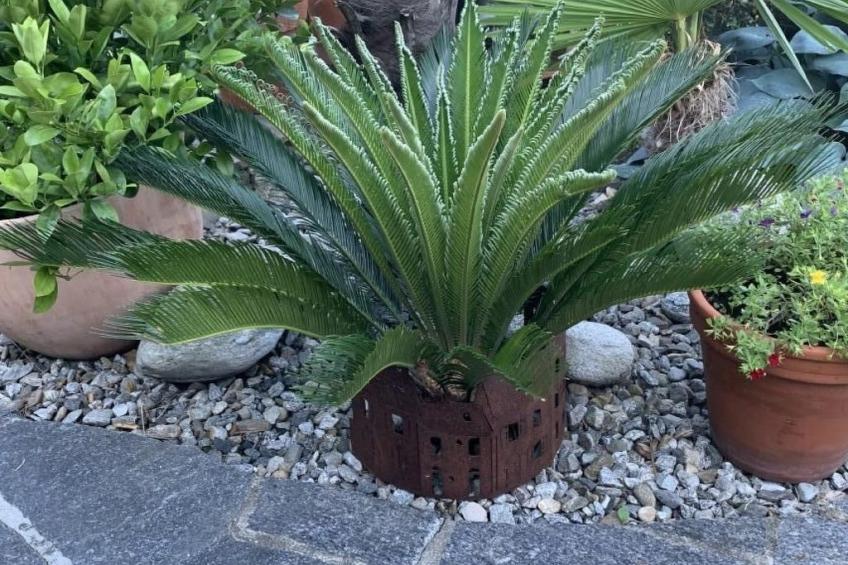 Rustico Motto della Capra - foto 3