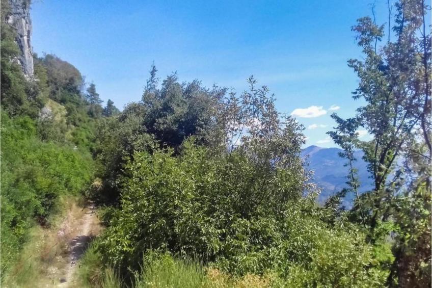 Gelsomino Piccolo - foto 38