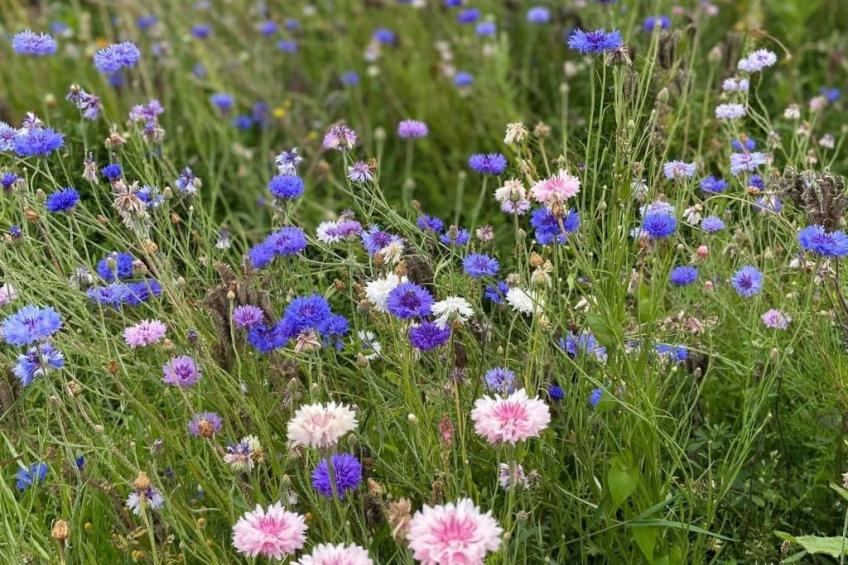 Charmante normannische Ferienwohnung les chataigniers 3 Zimmer - foto 21