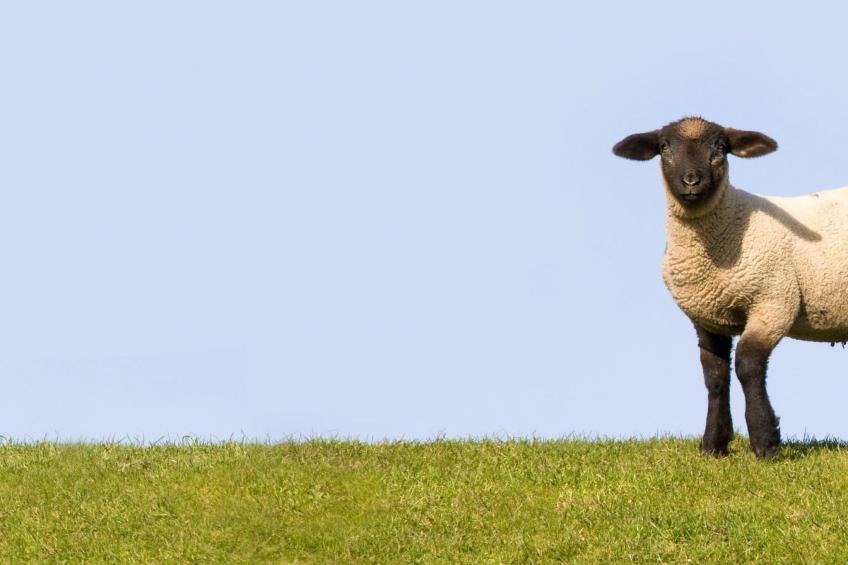 Elbufer 4C - foto 10