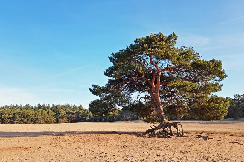 De Douglas - foto 24