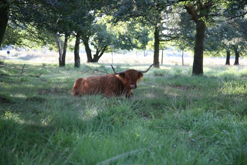 Landgoed Het Grote Zand - foto 34
