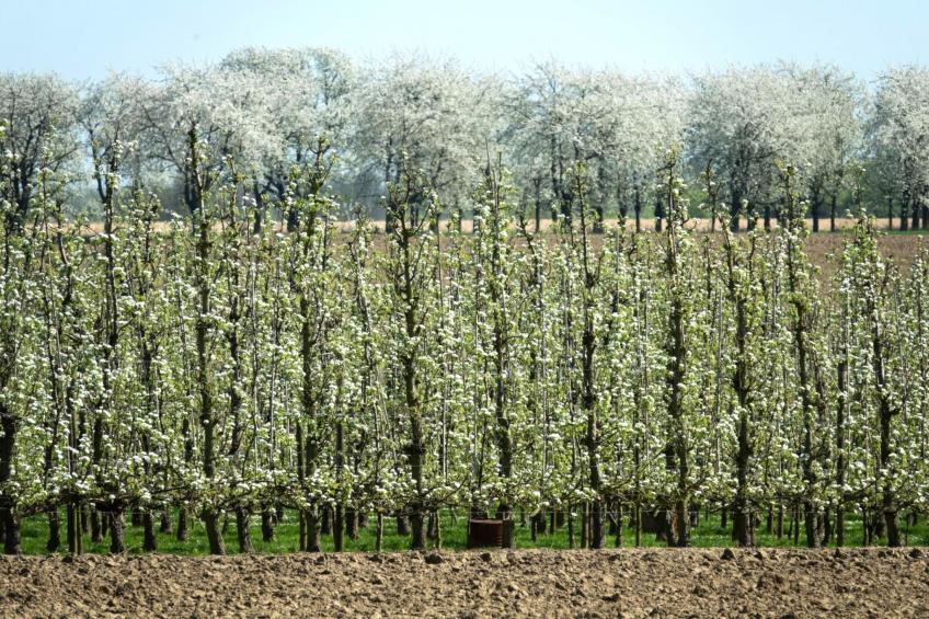 Arends nest - foto 10