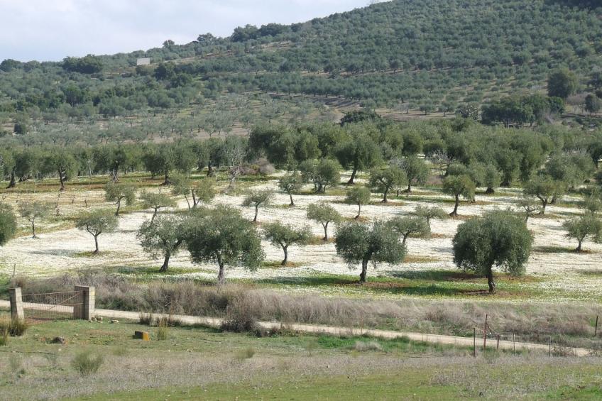 Finca El Chorrillo Studio - foto 25