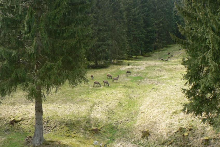 für 6 Personen im Thüringer Wald - foto 17