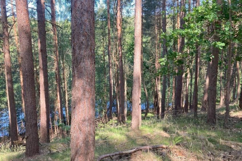 Bungalow Mecklenburgische Seenplatte - foto 35