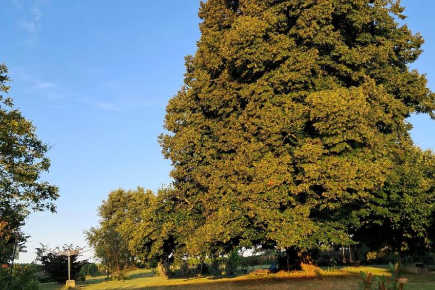 Lindenblau - foto 17