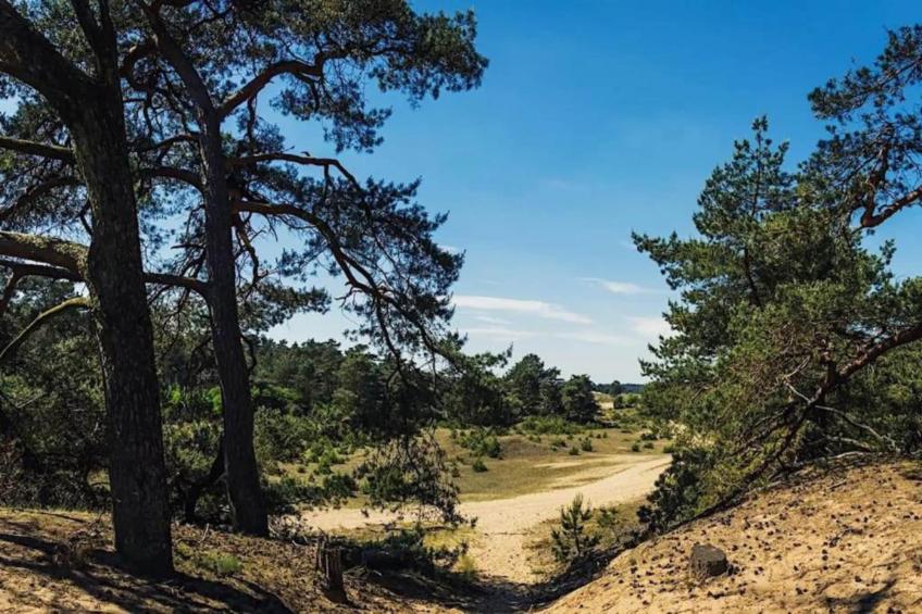 Hoenderloo - Bosvilla - foto 30