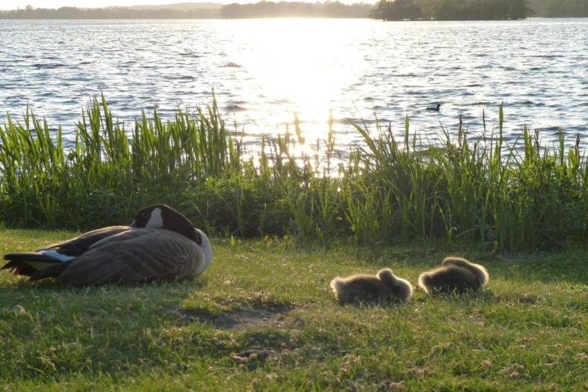 Ostseezauber XL - foto 38