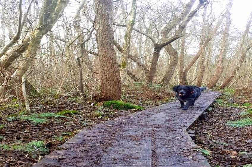 Waterstaete Ossenzijl 4 - foto 30