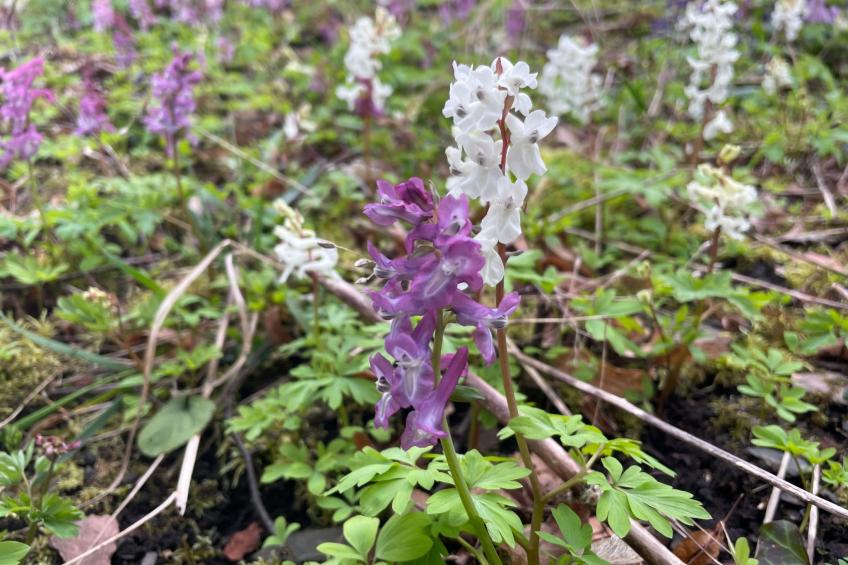 Amöneburg in Amöneburg - foto 31