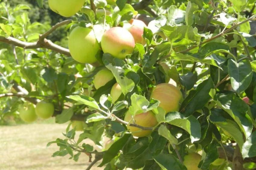 Urlaub für die Seele - Ferienhaus mit Sauna - foto 35