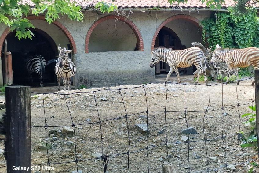 Rosa Selvatica by Holiday World - foto 23