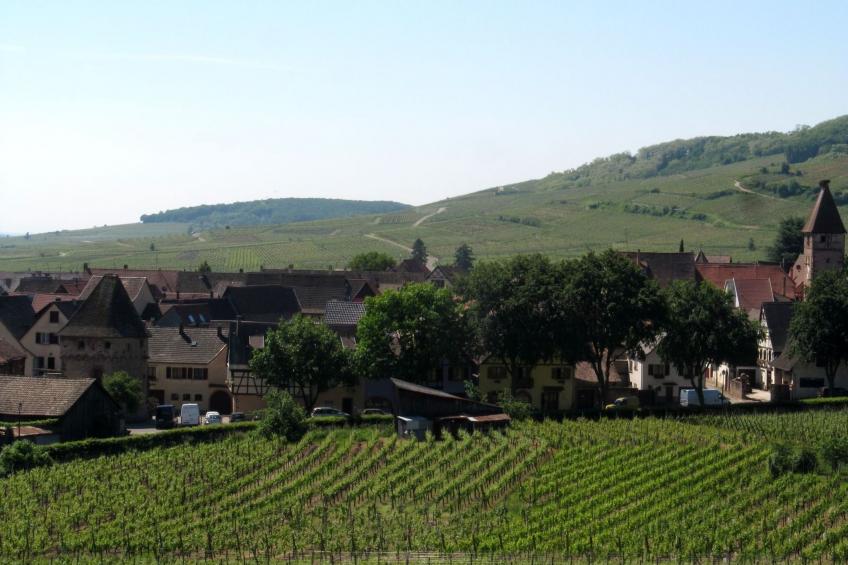 2ed-Face Vosges,im Süden,Herz Weinberg,Ruhig,WiFi - foto 17