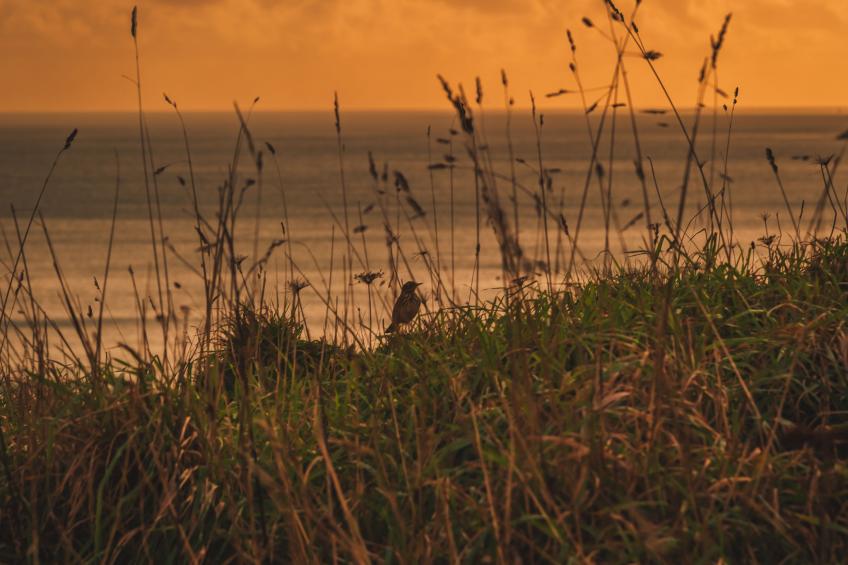 Dingles Cottage - foto 27