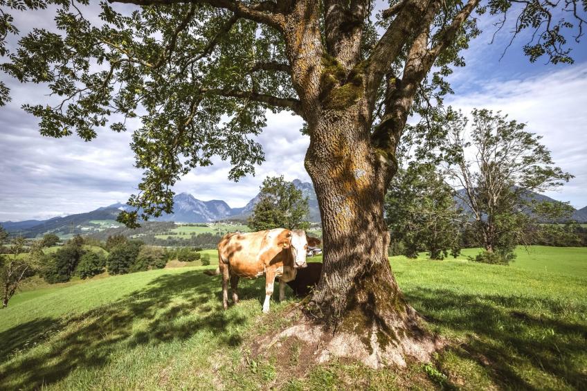 Naturpark Chalet Schladming-Dachstein - foto 27