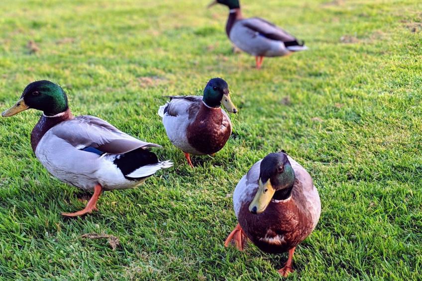 Estate "Le Pressoir" (Die Kelterei) - foto 18