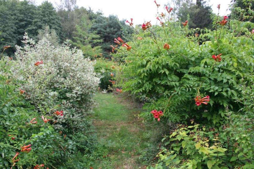 Maison de vacances - LA CHAPELLE-AUX-BOIS - foto 33