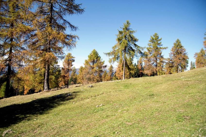 Renetta Mansarda - foto 20