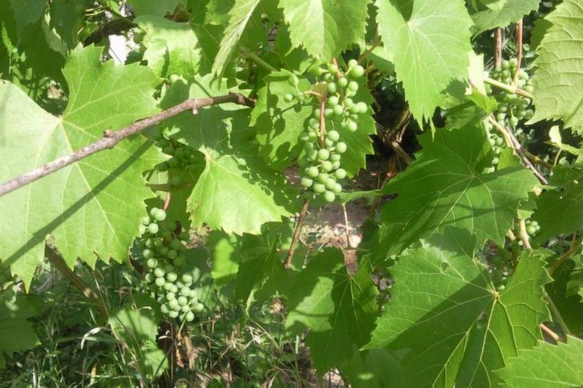 mit biologischem Schwimmteich - foto 14