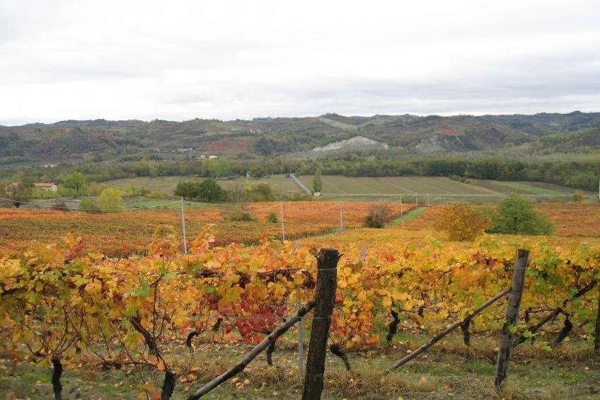 Castagnola - foto 19