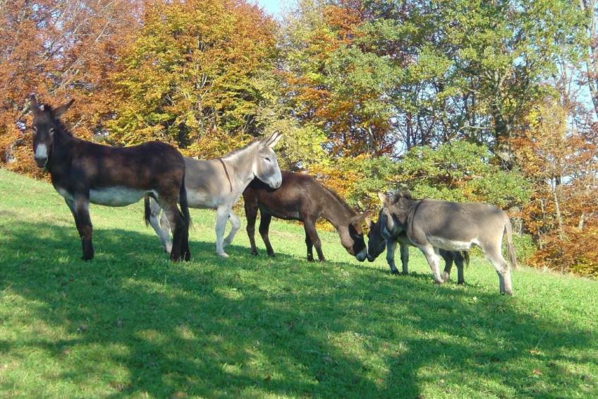 Bauernhof Sal - foto 27