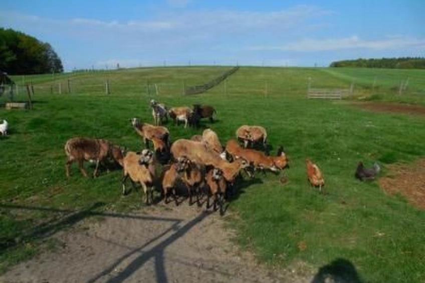 Appartement in Buchenhain mit Großem Garten - foto 20