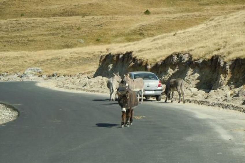 Casa Crina in Karpaten-Dorf in Siebenbürgen - foto 65