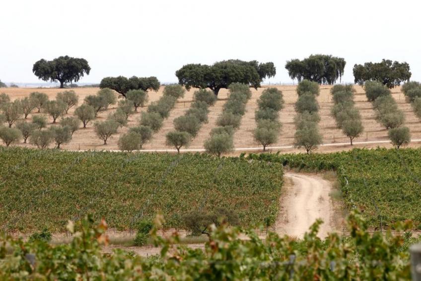 Casa das Pedras - foto 39