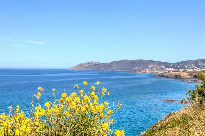 Palmiers 01 - foto 23