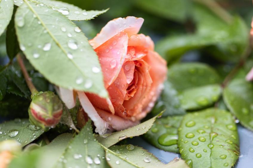 Chateau Duplex Ferme - foto 5