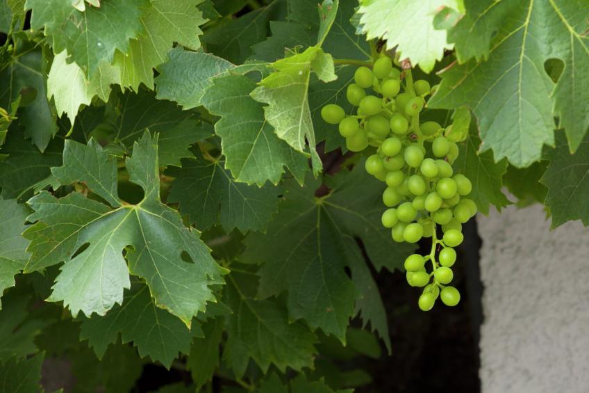 Entleitenhof XL - foto 30